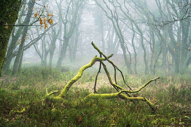Descending mist Cahir woods - Mood and mist with some lumen added