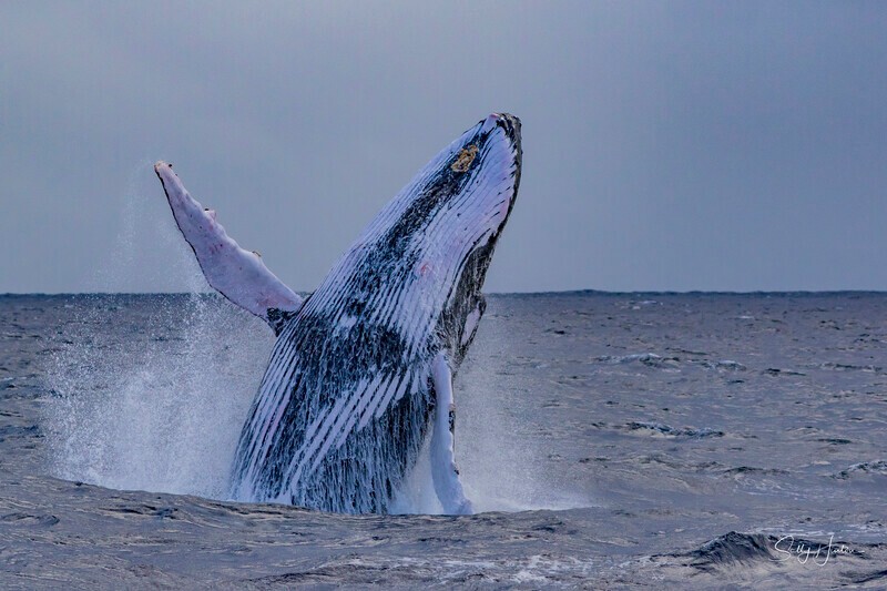 0A3A3383. Humpback Breach 14 - 2026 Whales