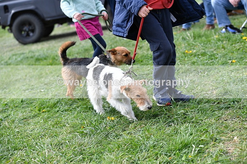 WJ5_0325 - Class 7 Best Terrier