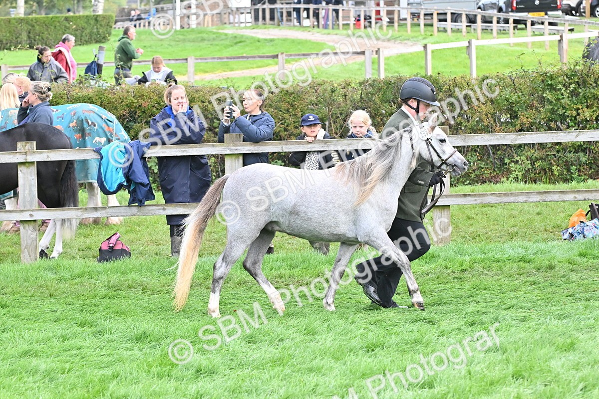 SBM_56908 - S45 - Coloured Pony In Hand