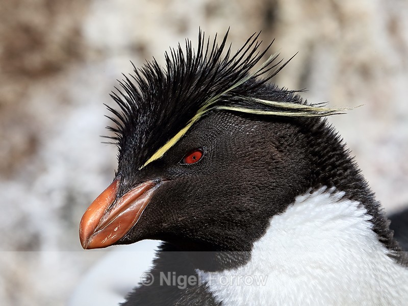 Rockhopper Penguin portrait, West Point Island, Falklands - Rockhopper Penguin