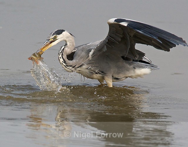 Action shot of Grey Heron catching a Perch - Grey Heron