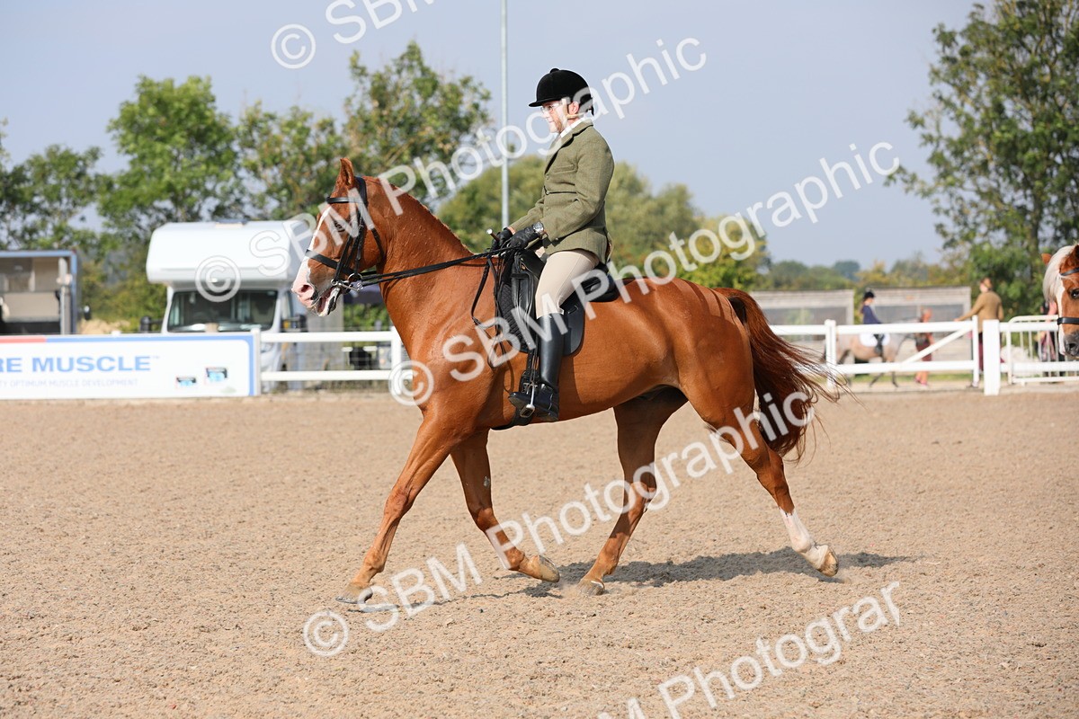 SBM_11360 - Class 305 Ridden Foreign Breeds- Pure Bred