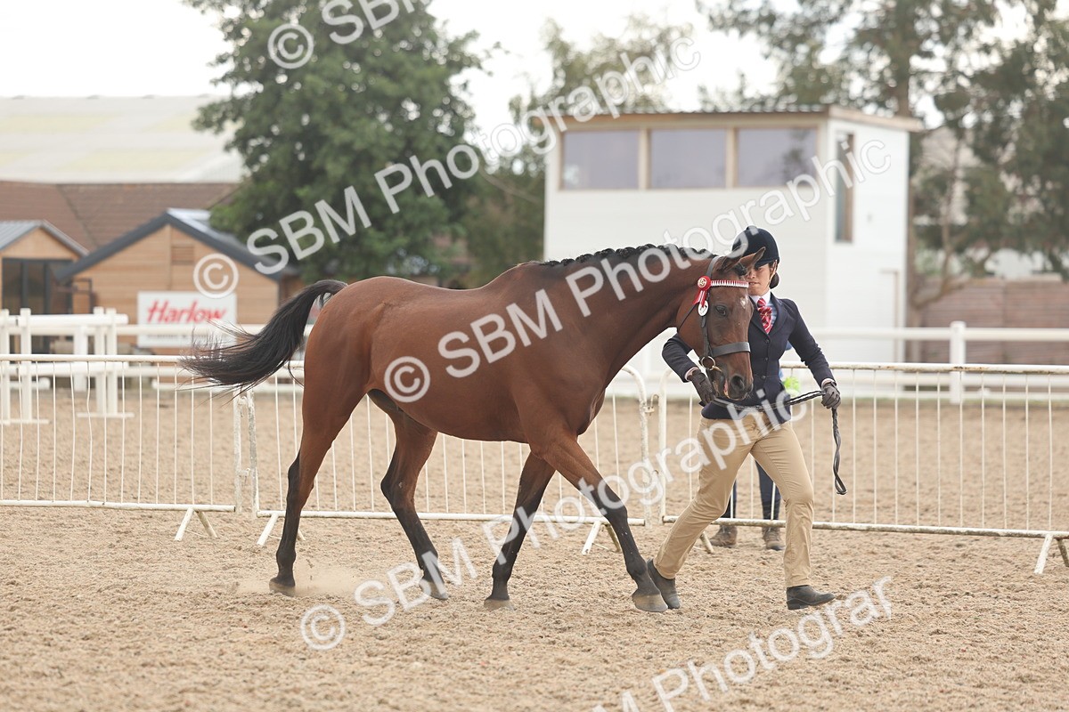 SBM_07618 - Class 26 - IH Foreign Breeds - Part Bred