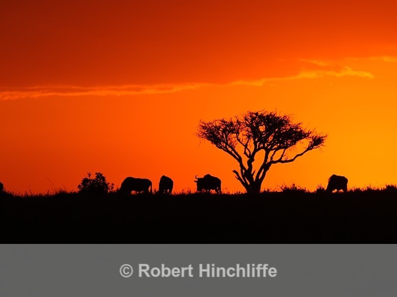 Gnus at Twylight - Kenya