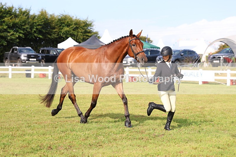 3E7A8297 - Class 2: Rising Star Large Hack/Riding Horse