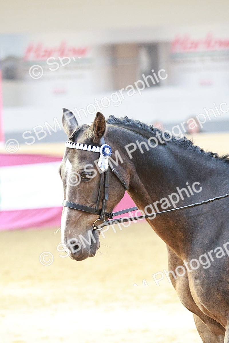 SBM_08284 - Class 11R - Regional Ridden Veteran