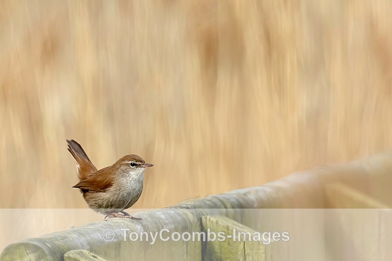 Cetti  1604-3525 - Birds