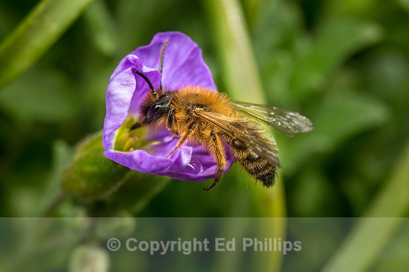 Andrena nigroaenea (m)
