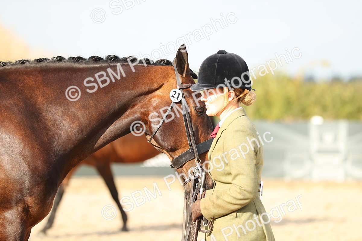 SBM_08587 - Class 28 - IH Veteran Horse