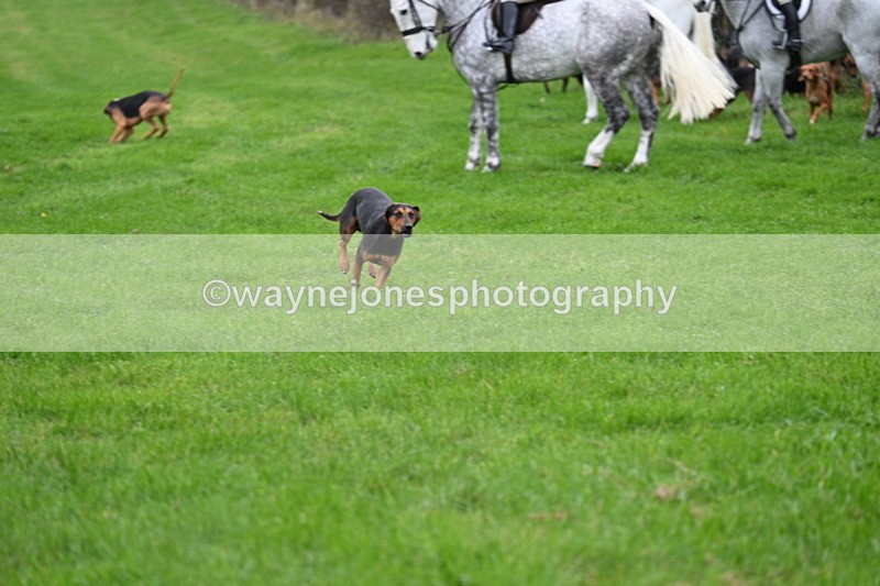 WJ7_8770 - Meet Staff & Hounds