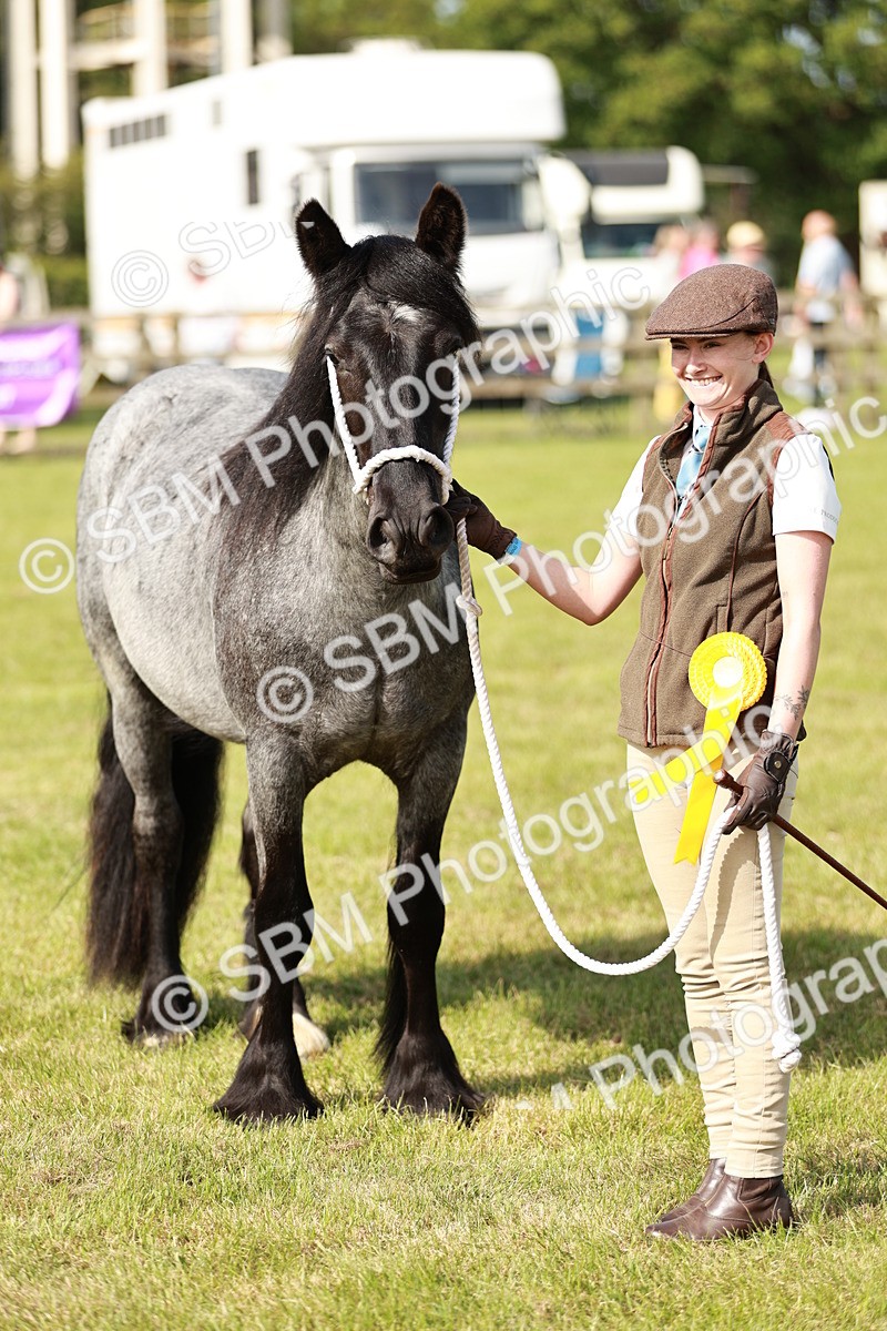 SBM_01575 - Class 14-23 - Mountain & Moorland In Hand Non Welsh
