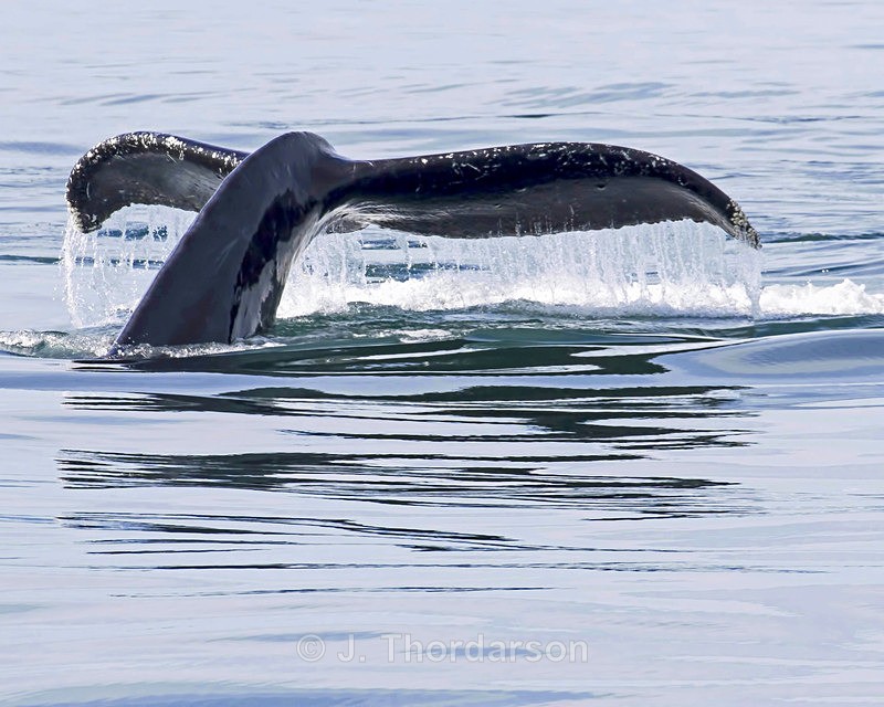  - Humpback Whale Flukes
