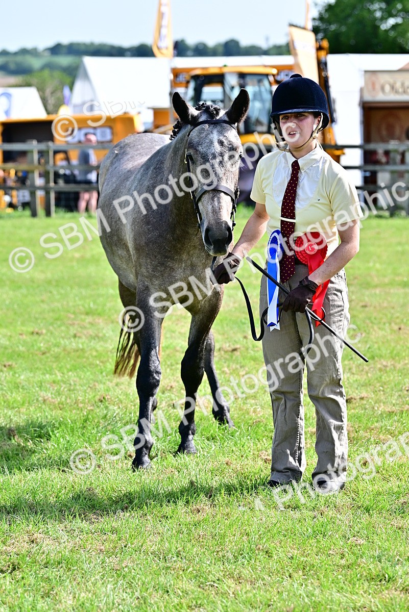 SBM_03361 - Class 50 - 54 Light Horse Breeding
