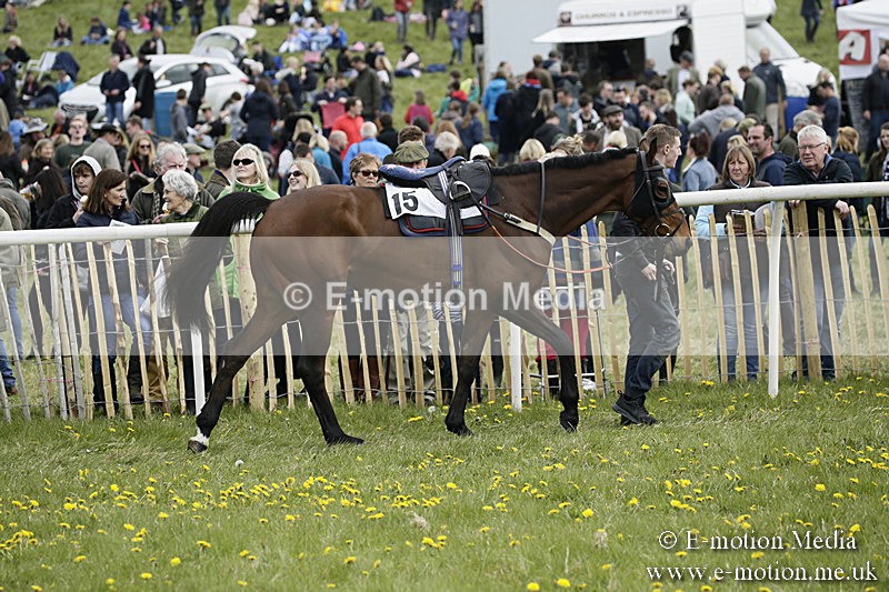 PtP 170417 204 - Old Berks Point-to-Point Lockinge 17/04/17