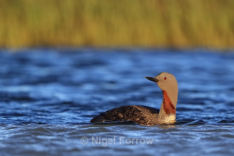 Red-throated Diver on pond, Floi, Iceland - Red-throated Diver
