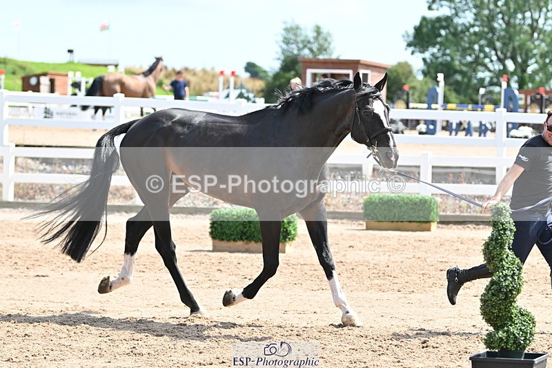 240717A-151425-02671 - Trot Up 3pm to 4pm