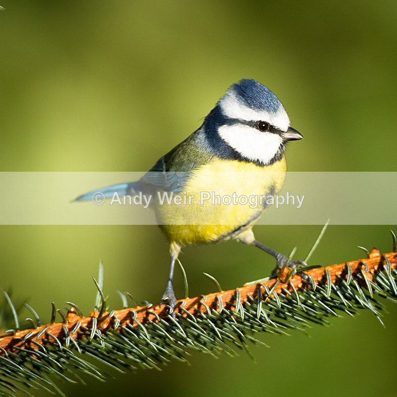 20121118-_MG_1405 - Blue Tit