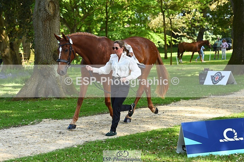 230524-164328-01051 - 112-BILLY_MAPLE-Kitty_King-WEDTrotUp+DR