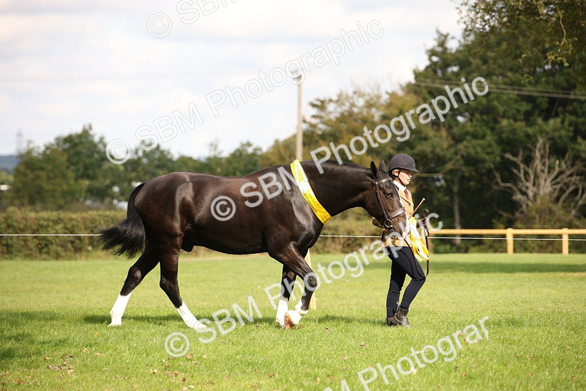 SBM_62900 - In Hand Horse Supreme Championship