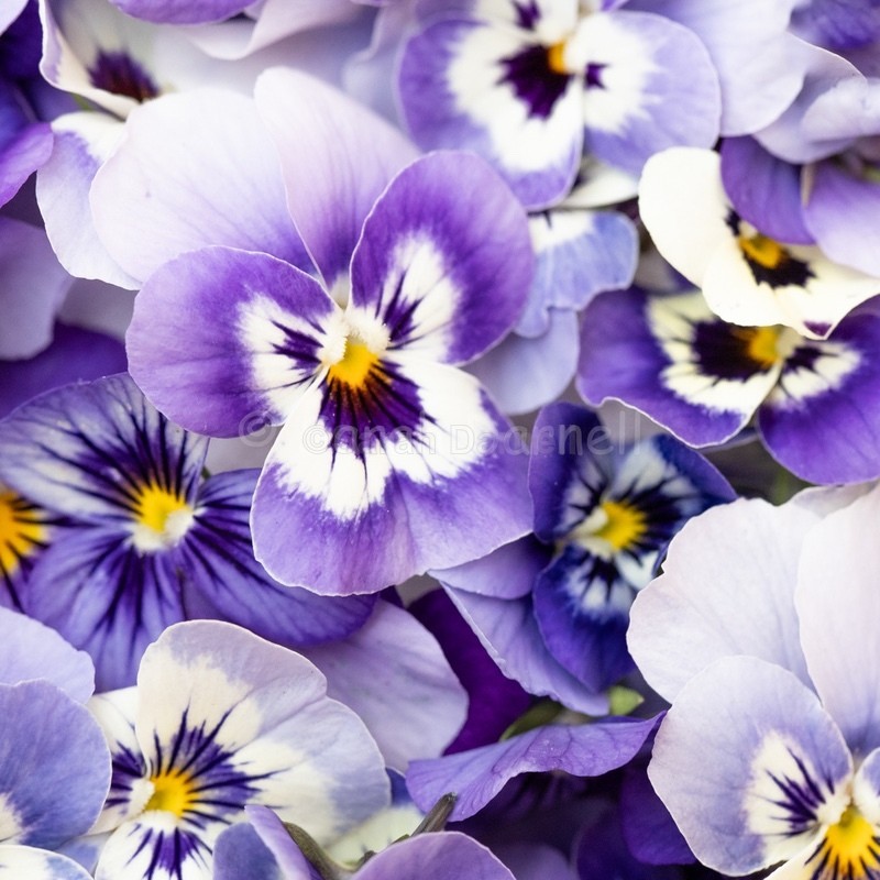 Sweet Violas SD2572 - Greeting Cards