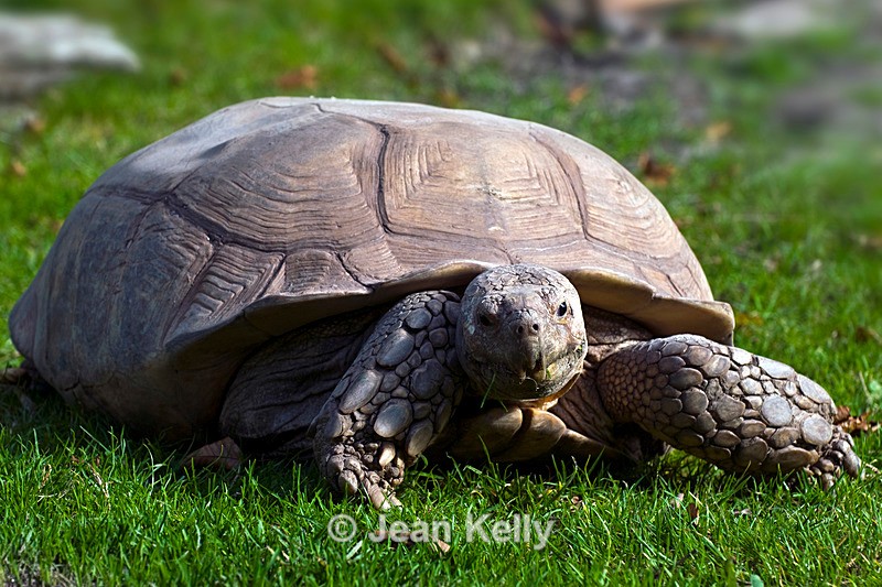 Tortoise - 7168 - Tortoises