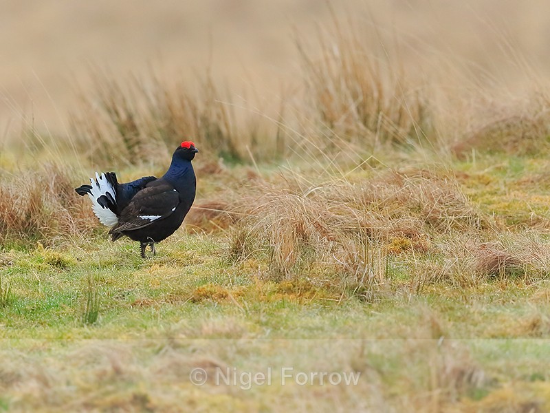 Black Grouse displaying at lek, Scotland - Black Grouse