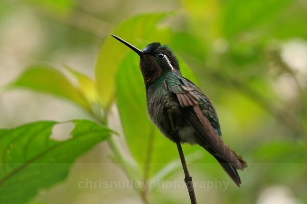  - Birds of Costa Rica and Mauritius