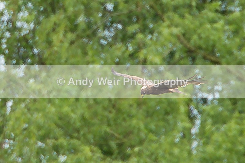 20140511-3K8A1083-2967 - Raptors