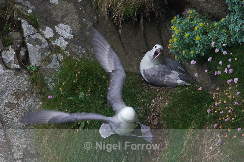 Fulmars on a cliff ledge at Neist Point - Fulmar