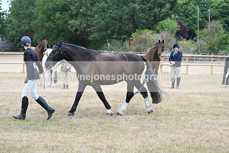 WJ7_0106 - Class 5a Most Handsome Gelding (above 14.2hh)