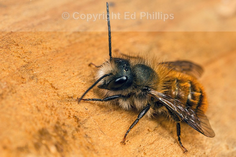 Osmia bicornis (m)