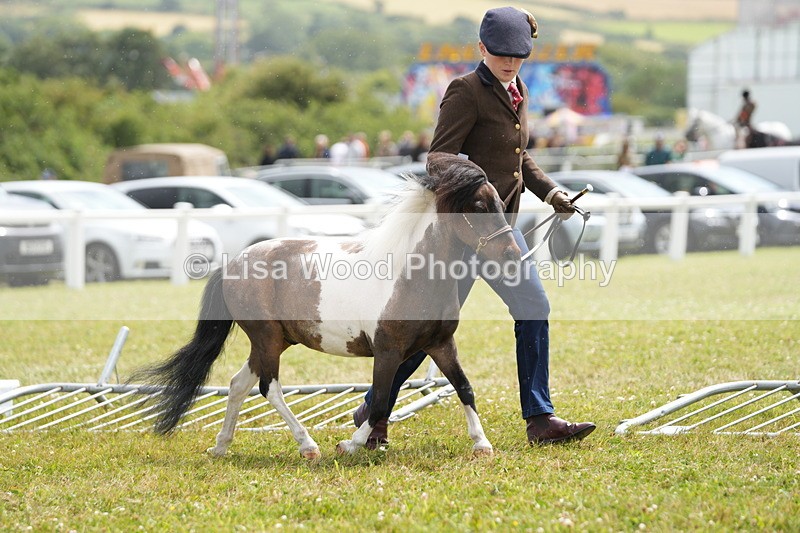 DSC06914 - Class 60: Coloured Pony 4yrs & over
