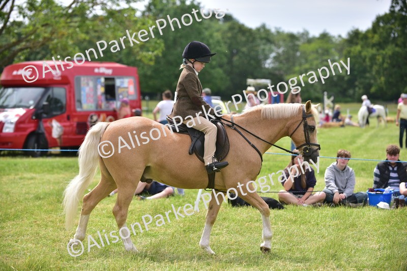 20260614-3985 - Class 16 - Handsome Gelding