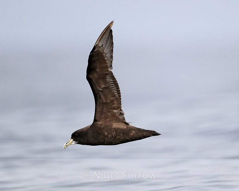 White-chinned Petrel flying close, Pacific Ocean, Chile - White-chinned Petrel