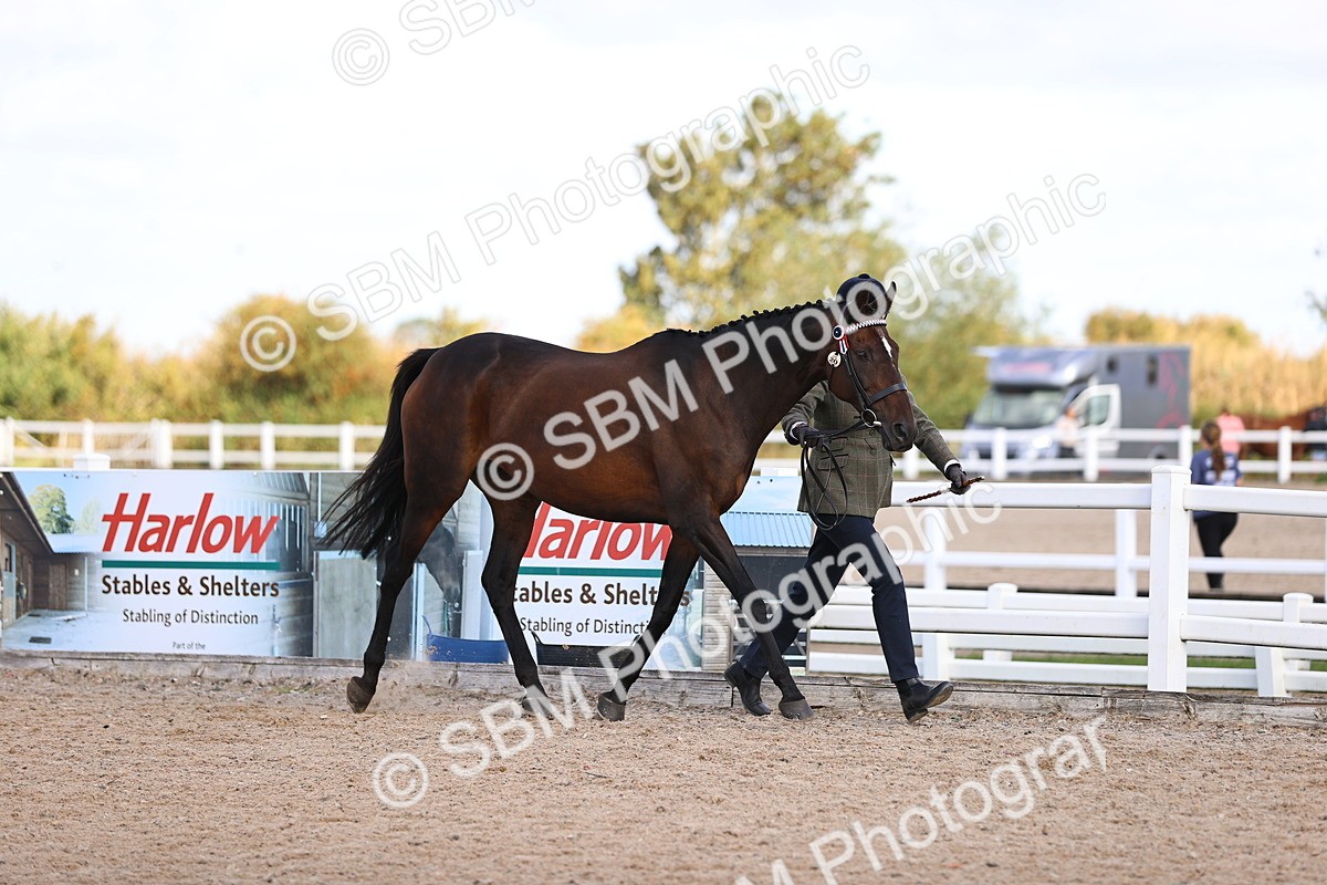 SBM_11511 - Class 407 - IH Hack-Riding Horse