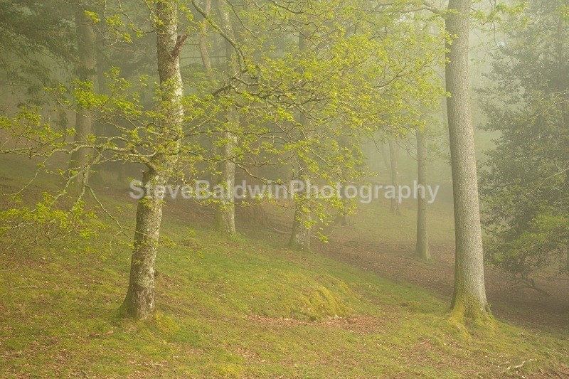 Springtime Woodland:161E - Lake District