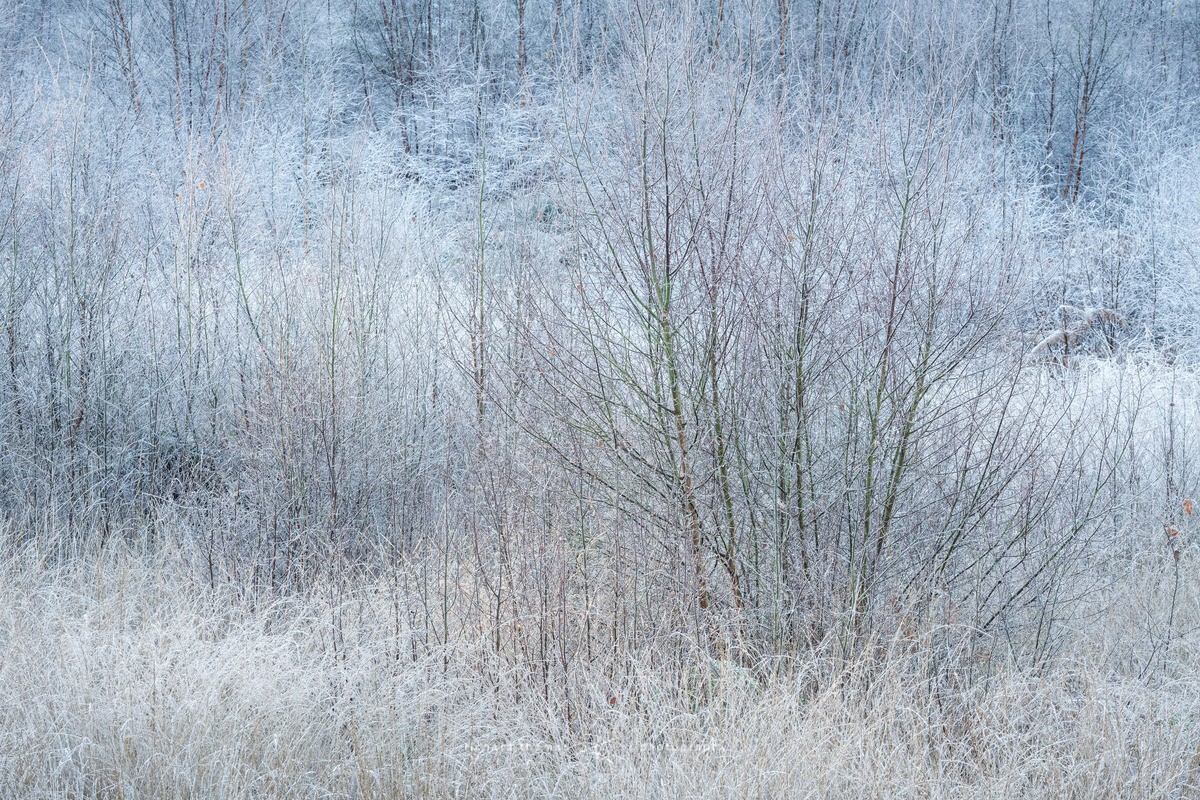 Chilly sticks - Frensham