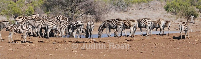 Burchells Zebras at Waterhole  - South Africa Birds and Mammals