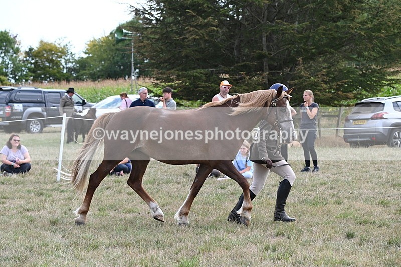WJ6_6680 - Class 20 In-hand Cob