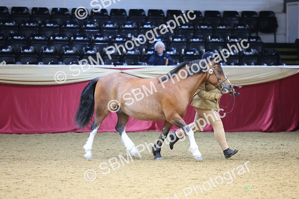 SBM_22685 - Class 903 - Supreme Final - IH Pre Vet