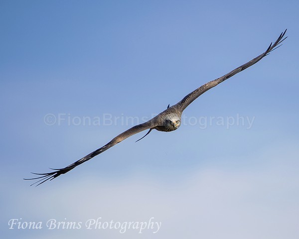 WowPD Mar17-157 - Birds of Prey