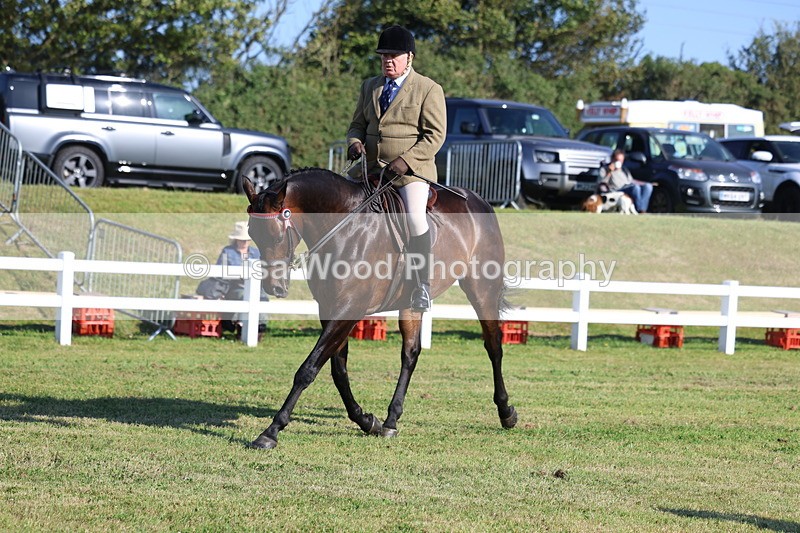 3E7A5433 - Class 2: Rising Star Large Hack/Riding Horse