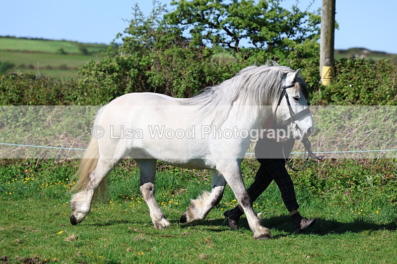 3E7A8576 - Class 13: M & M Large Breeds