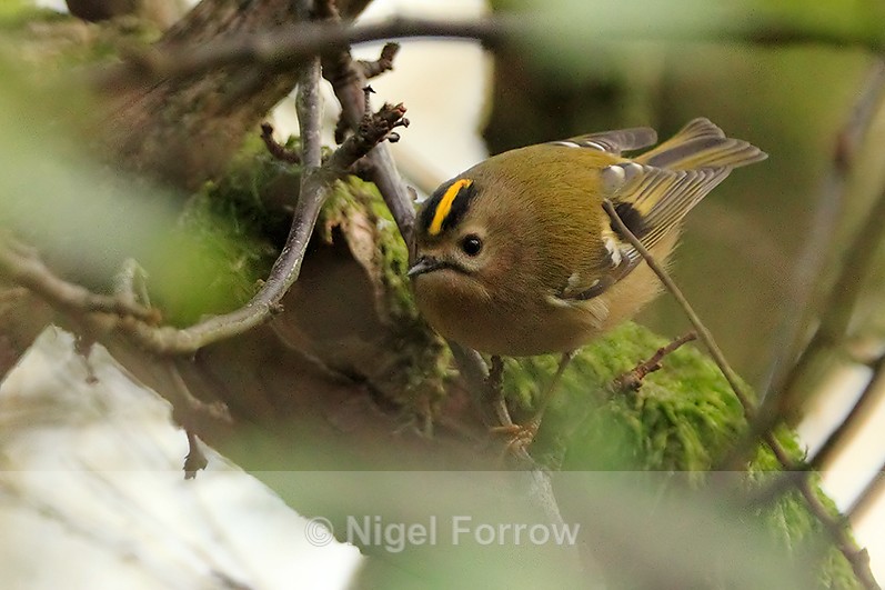 Goldcrest perched on a branch at Durlston - Goldcrest