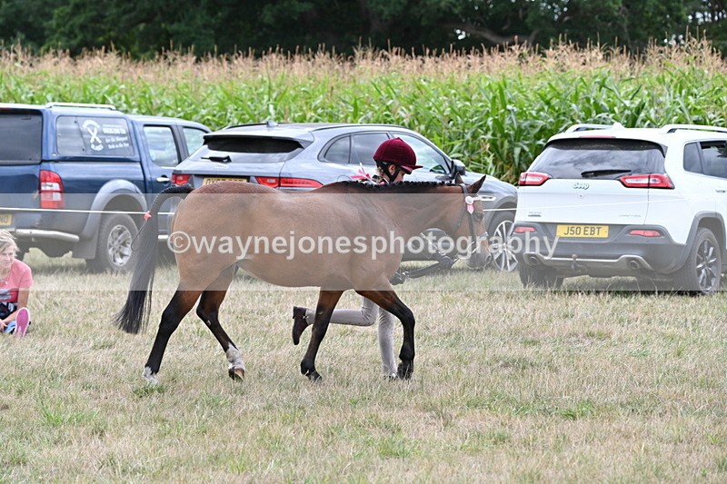 WJ6_6195 - Class 19 In-hand Veterans (Uploaded correct folder)