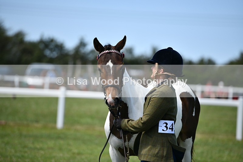 DSC_7491 - Class 63: Coloured Horse Youngstock