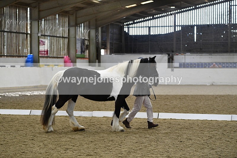 WJ5_4985 - Class 7 In hand coloured / odd coloured