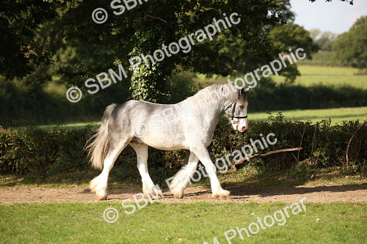 SBM_62181 - S55 - Traditional Cob In Hand