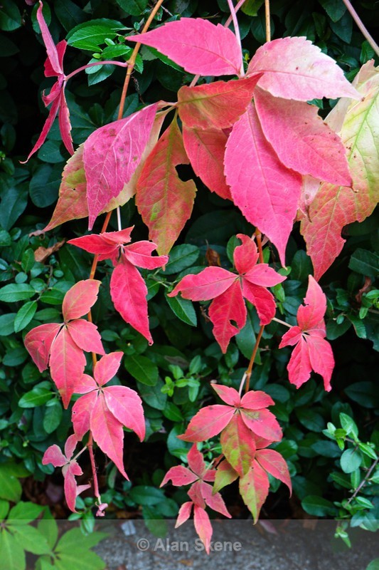 DSC08428 - Autumn